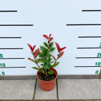 Červienka Fraserova (Photinia × fraseri) ‘RED ROBIN TOSCANA’ - výška 20-30, kont. C2L